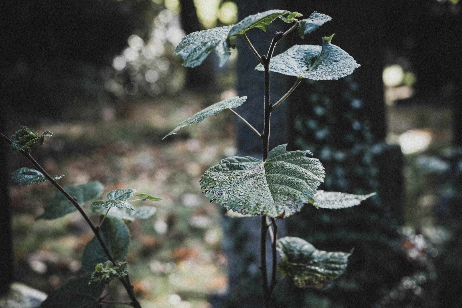 Schortens-Heidmühle, Jüdischer Friedhof
